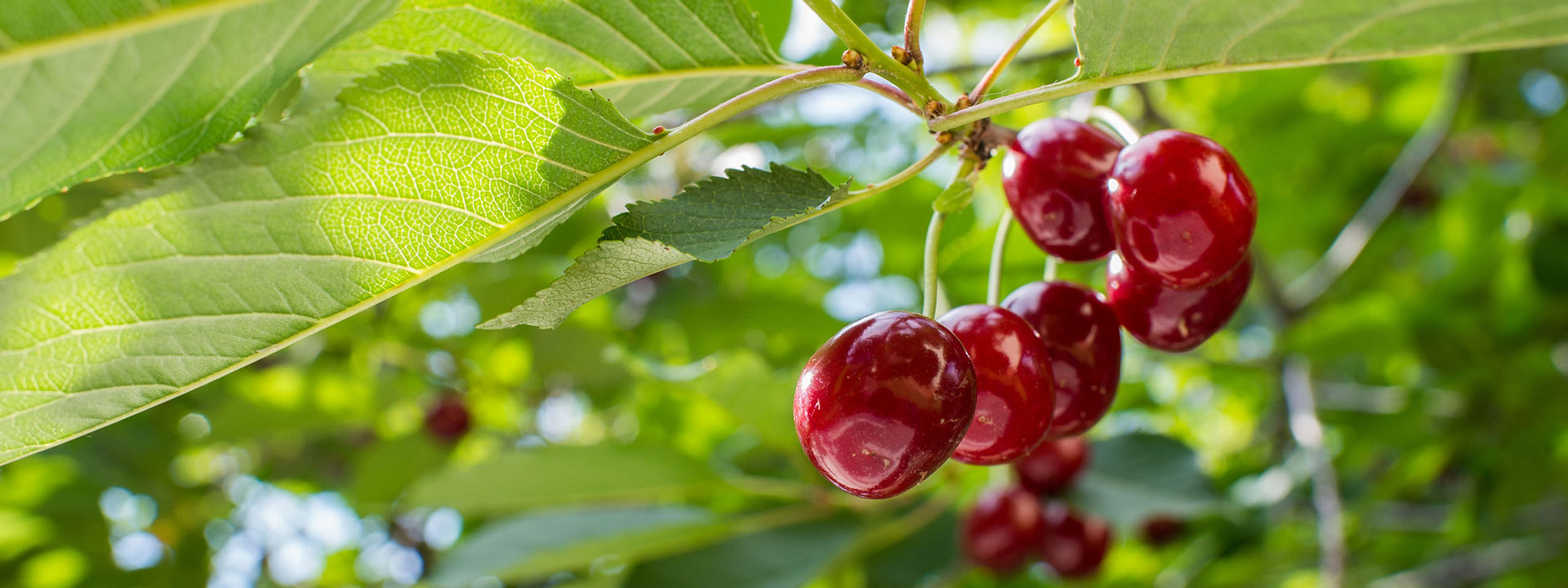 Vivaio di alberi da frutto
